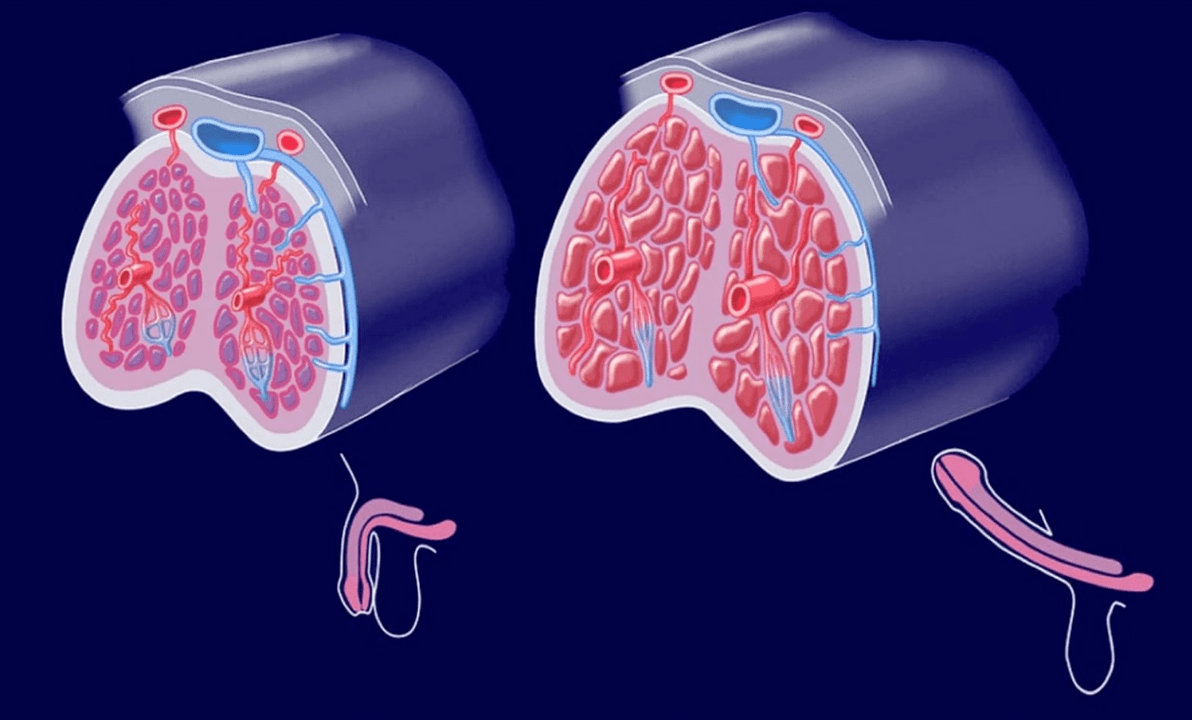 innere Struktur des Penis
