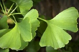 Ginkgo Biloba-Blätter für das Peniswachstum