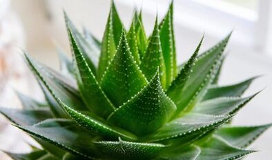 Die Verwendung von Aloe, um das Mitglied zu erhöhen