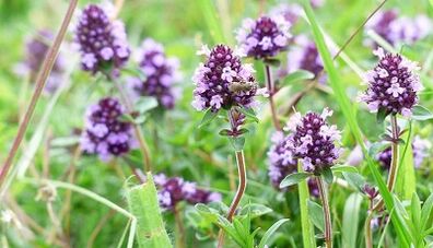 Thymian, um ein Mitglied zu erhöhen